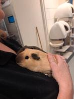 Lieve cavia beertjes, Dieren en Toebehoren, Knaagdieren, Juli, Mannelijk, Cavia