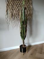 grote cactus XXL! met pot! 135 cm., Ophalen, Cactus