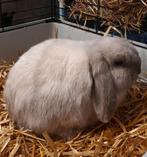 Minilop ram(raszuiver), Dieren en Toebehoren, Konijnen, Mannelijk, Dwerg, Hangoor, 0 tot 2 jaar