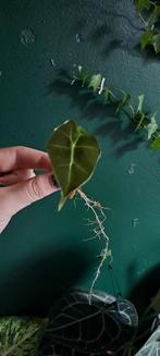 Stekjes ruilen, Ophalen, Overige soorten, Halfschaduw, Minder dan 100 cm