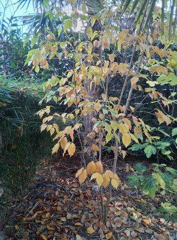 grote meerstammige cornus kousa China girl struik beschikbaar voor biedingen
