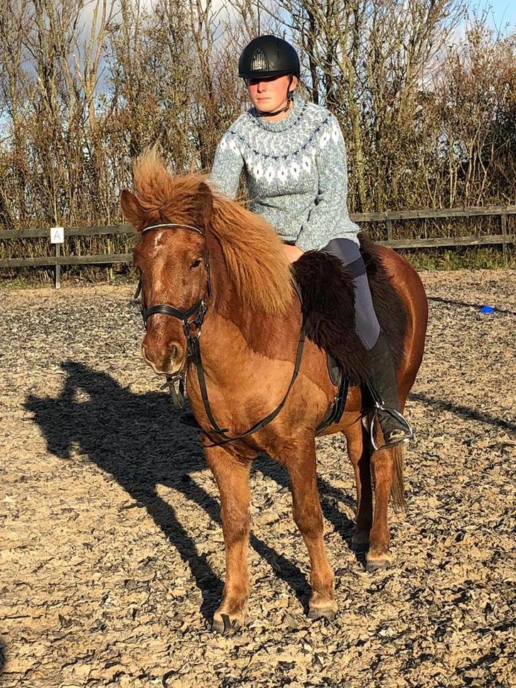 Schapenvacht voor op je zadel, Dieren en Toebehoren, Paarden en Pony's | Dekens en Dekjes, Nieuw, Ophalen of Verzenden
