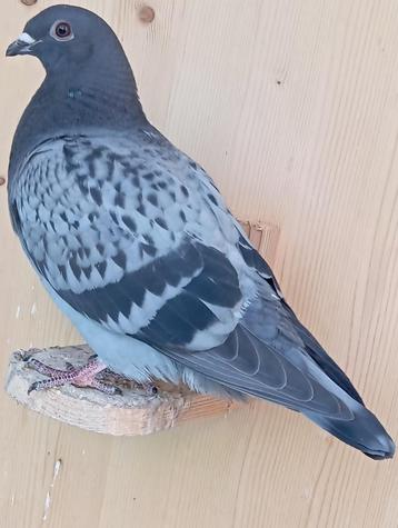 jonge duivin blauwkras beschikbaar voor biedingen