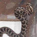 Eastern massasauga Man (Sistrurus catenatus), Slang, 7 tot 10 jaar