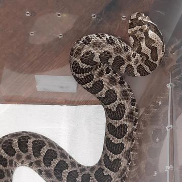 Eastern massasauga Man (Sistrurus catenatus) beschikbaar voor biedingen