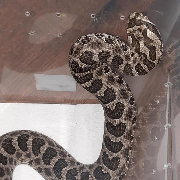 Eastern massasauga Man (Sistrurus catenatus), Dieren en Toebehoren, Reptielen en Amfibieën, Slang, 7 tot 10 jaar