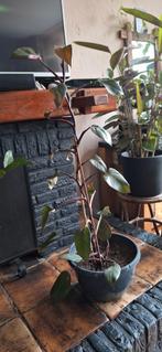 grote pink princess philodendron, Huis en Inrichting, Kamerplanten, Ophalen, Overige soorten, Minder dan 100 cm
