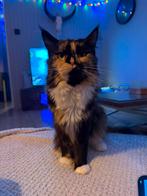 Maine Coon poes– 2 jaar –Calico (Torti White) – met stamboom, Poes, Met stamboom, 0 tot 2 jaar