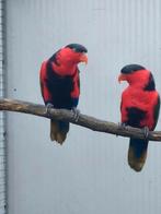 Zwartcap lori, Mannelijk, Papegaai, Geringd