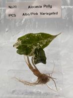 Alocasia Polly Pink Variegata TC - Zeldzaam!, Huis en Inrichting, Kamerplanten, Overige soorten, In pot, Minder dan 100 cm, Bloeiende kamerplant