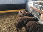 Te Koop 3 bonte lamm, Mannelijk, Schaap, 0 tot 2 jaar