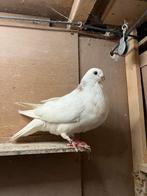 Canaria duif aangeboden, Dieren en Toebehoren, Vogels | Duiven, Vrouwelijk, Kropper