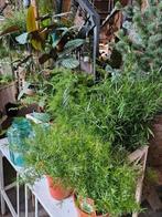 Planten "WOONWINKEL RUSTIEK", Ophalen, Halfschaduw, Minder dan 100 cm
