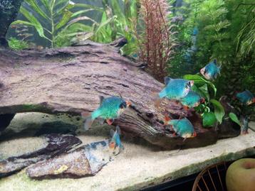 Groene sumatraan 10x beschikbaar voor biedingen