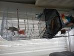 Dwergpapgeaai en parkiet, Dieren en Toebehoren, Dwergpapegaai of Agapornis