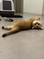 Britse korthaar, Dieren en Toebehoren, Katten en Kittens | Raskatten | Korthaar, Meerdere dieren, Ontwormd