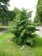 Parrotia persica Perzisch ijzerhout mooie rode herfstkleuren, Overige soorten, Volle zon, Vaste plant, Ophalen of Verzenden