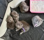 Kitten te koop, Poes, Ontwormd
