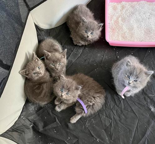 Kitten te koop, Dieren en Toebehoren, Katten en Kittens | Raskatten | Korthaar, Poes, Ontwormd