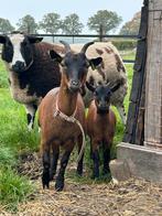 Zwart bruine dwerggeiten. Moeder met 2 dochters, Dieren en Toebehoren, Vrouwelijk, Geit