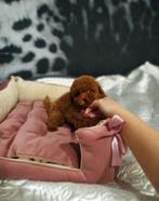 Toy poedel pup reutje, Dieren en Toebehoren, Poedel, Rabiës (hondsdolheid), Reu, 8 tot 15 weken