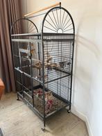 Roestkop caique, Dieren en Toebehoren, Vogels | Parkieten en Papegaaien, Geslacht onbekend, Papegaai, Geringd
