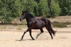 New forrest merrie, super recreatieve pony, Dieren en Toebehoren, B, Gechipt, 7 tot 10 jaar, Recreatiepony