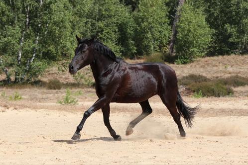 New forrest merrie, super recreatieve pony, Dieren en Toebehoren, Pony's, Merrie, B, E pony (1.48m - 1.57m), Recreatiepony, 7 tot 10 jaar