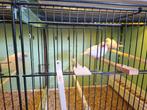 Te koop 1 koppel witte zebravinken, Meerdere dieren, Tropenvogel