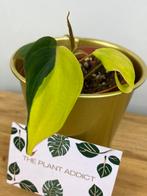 Philodendron Micans Variegata, Ophalen of Verzenden, Halfschaduw, Minder dan 100 cm