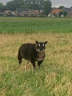 Fokrammen dassenkop, Mannelijk, Schaap, 0 tot 2 jaar