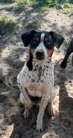 Super mooie Dekreu Boerenfox Driekleur (niet te koop!), Dieren en Toebehoren, Rabiës (hondsdolheid), Reu, 1 tot 2 jaar, Eén hond