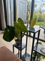 Philodendron Splendid - Prachtige kamerplant!, Ophalen, Overige soorten, Halfschaduw, In pot