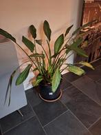 Strelitsia Parasijsvogelbloem, Tuin en Terras, Planten | Tuinplanten, Ophalen, Overige soorten, Volle zon