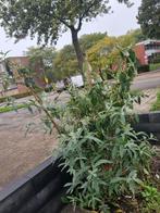 Vlinderstruik - Buddleja davidii, Volle zon, Vaste plant, Zomer, Ophalen
