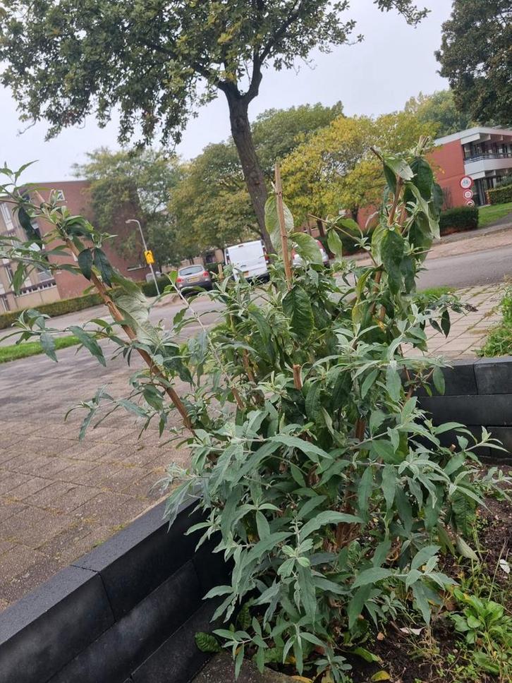 Vlinderstruik - Buddleja davidii, Tuin en Terras, Planten | Tuinplanten, Vaste plant, Overige soorten, Volle zon, Zomer, Ophalen