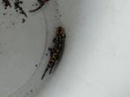 Vuursalamanders: Salamandra salamandra Terrestris, nakweek, Dieren en Toebehoren, Reptielen en Amfibieën, Amfibie, 0 tot 2 jaar