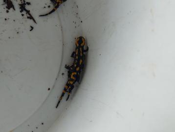 Vuursalamanders: Salamandra salamandra Terrestris, nakweek beschikbaar voor biedingen
