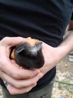 Baby cavia beertje, Dieren en Toebehoren, Knaagdieren, Mannelijk, Cavia