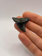 Haaientand Hemipristis Serra 3.8 centimeter, Verzamelen, Mineralen en Fossielen, Ophalen of Verzenden, Fossiel