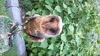 Roofvogel, Geslacht onbekend, Roofvogel, Geringd