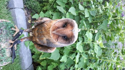 Roofvogel, Dieren en Toebehoren, Vogels | Overige Vogels, Roofvogel, Geslacht onbekend, Tam, Geringd