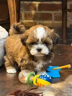 Lhasa apso pups, Dieren en Toebehoren, Honden | Chihuahua's en Gezelschapshonden, België, Overige rassen, CDV (hondenziekte), 8 tot 15 weken