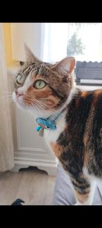 Europese korthaar, Poes, Gechipt, 3 tot 5 jaar