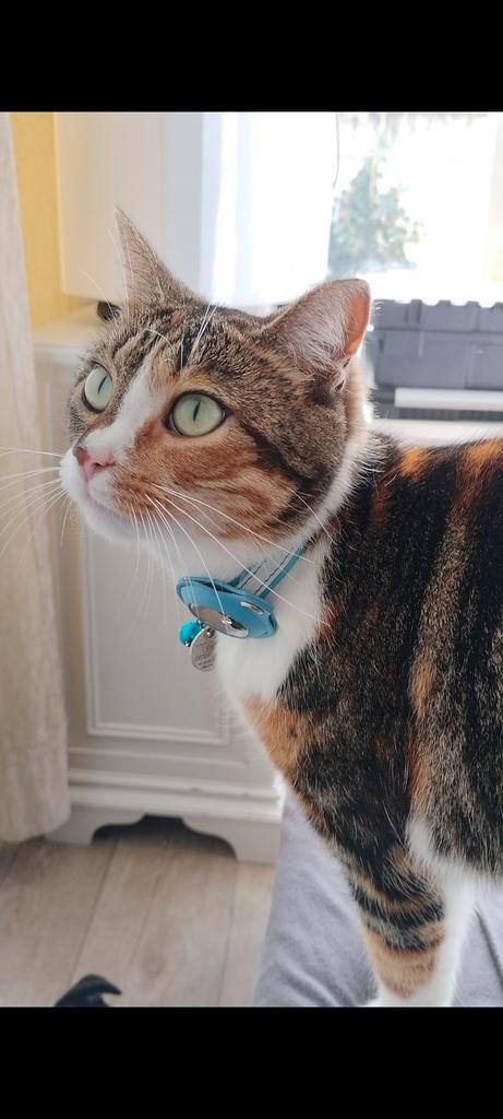 Europese korthaar, Dieren en Toebehoren, Katten en Kittens | Raskatten | Korthaar, Poes, 3 tot 5 jaar, Gechipt