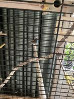 Blauw Fazantjes met oranje wang, Dieren en Toebehoren