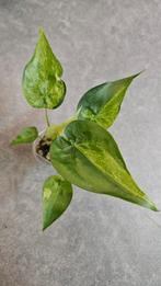 Alocasia Cucullata Aurea/Mint Variegata, Ophalen of Verzenden, Halfschaduw, Minder dan 100 cm