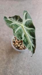 Alocasia Loco, Huis en Inrichting, Kamerplanten, Ophalen of Verzenden, Halfschaduw, Minder dan 100 cm