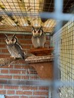Tekoop:Koppel witgezichtuilen Otus leucotis, Dieren en Toebehoren, Meerdere dieren, Roofvogel
