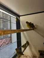 Five Fancy kanarie mannen | Passend advies, Dieren en Toebehoren, Vogels | Kanaries, Mannelijk, Kleurkanarie